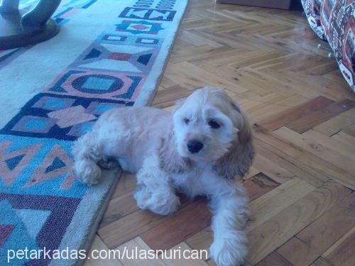 bella Dişi Amerikan Cocker Spaniel