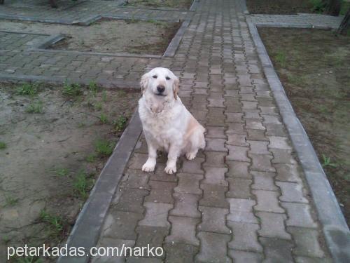 lady Dişi Golden Retriever