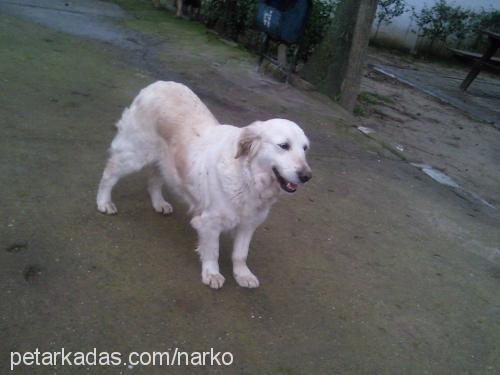 lady Dişi Golden Retriever