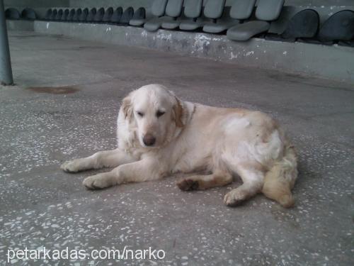 lady Dişi Golden Retriever