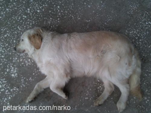 lady Dişi Golden Retriever