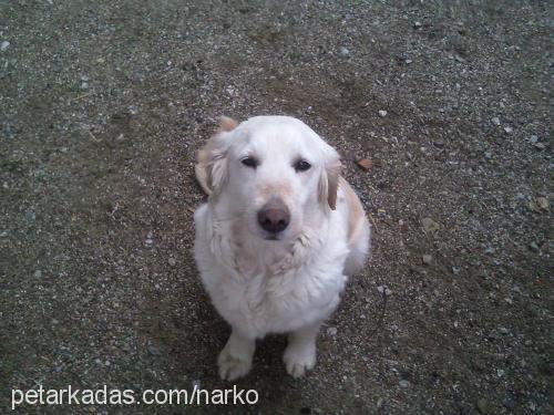 lady Dişi Golden Retriever