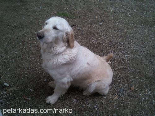 lady Dişi Golden Retriever