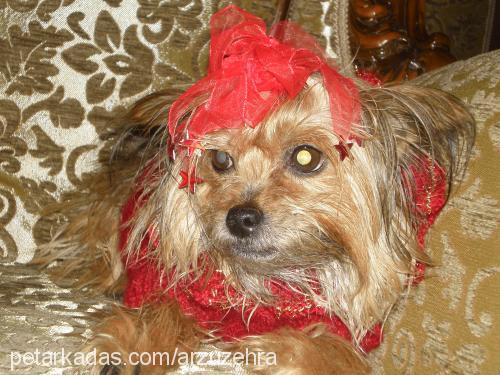 daisy Dişi Yorkshire Terrier