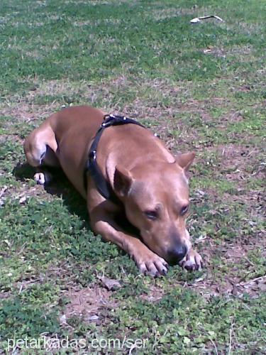 şer Dişi Amerikan Staffordshire Terrier