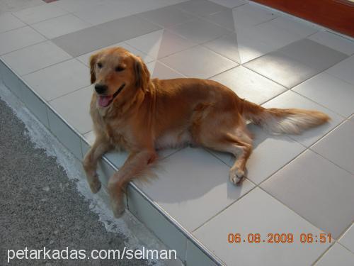 ceni Dişi Golden Retriever