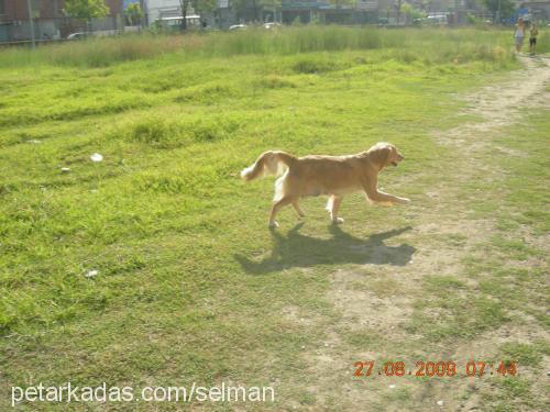 ceni Dişi Golden Retriever