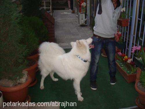 alex Erkek Samoyed