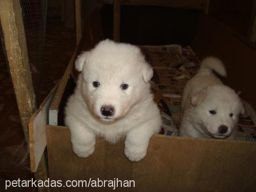 alex Erkek Samoyed