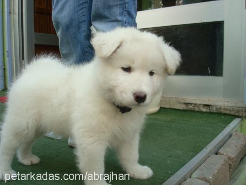 alex Erkek Samoyed