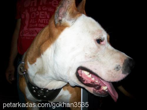 concon Erkek Amerikan Staffordshire Terrier