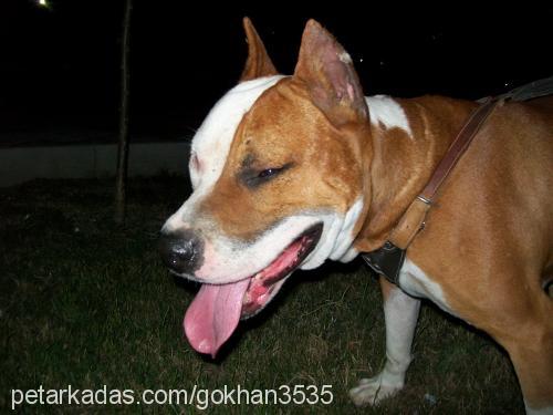 concon Erkek Amerikan Staffordshire Terrier