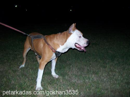 concon Erkek Amerikan Staffordshire Terrier