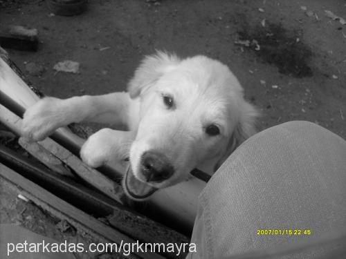 mayra Dişi Golden Retriever