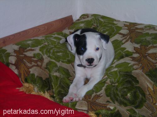 pascal Erkek Staffordshire Bull Terrier