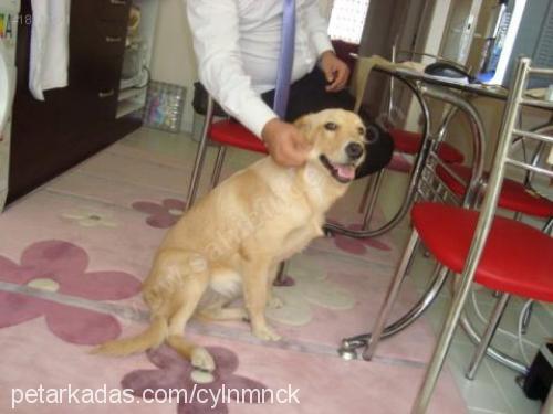 lady Dişi Golden Retriever