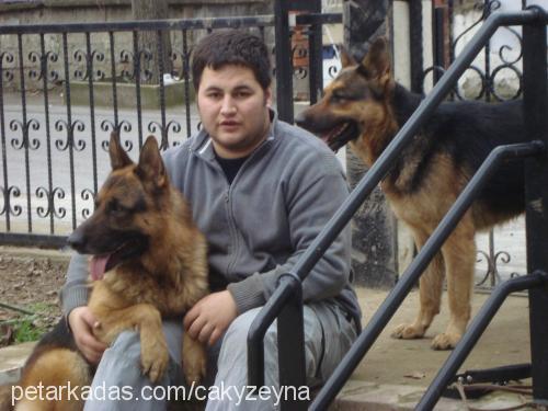 zeyna Dişi Alman Çoban Köpeği