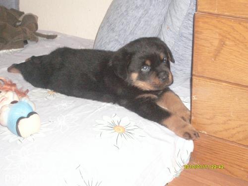 tİmur Erkek Rottweiler