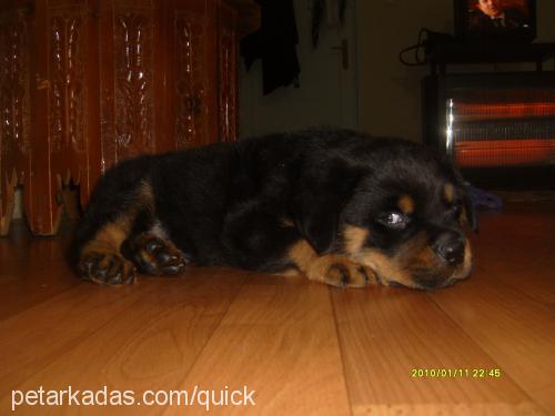 tİmur Erkek Rottweiler