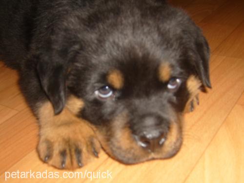 tİmur Erkek Rottweiler