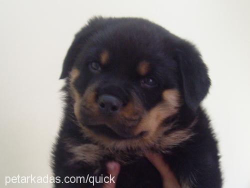 tİmur Erkek Rottweiler