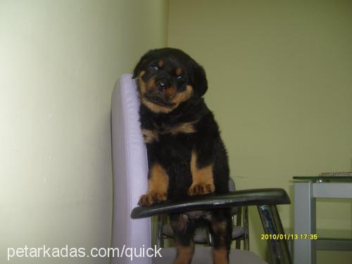 tİmur Erkek Rottweiler