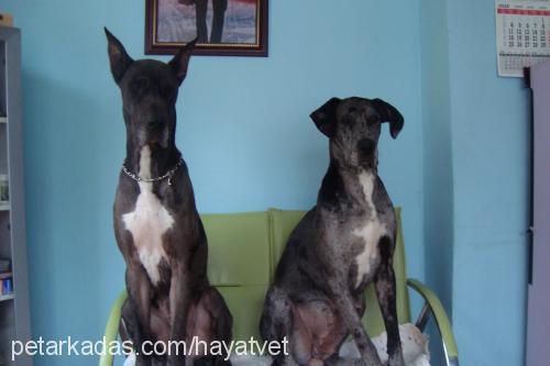 venüshuan Dişi Great Dane (Danua)