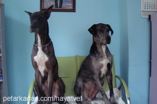 venüshuan Dişi Great Dane (Danua)