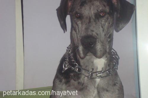 venüshuan Dişi Great Dane (Danua)