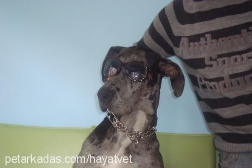 venüshuan Dişi Great Dane (Danua)