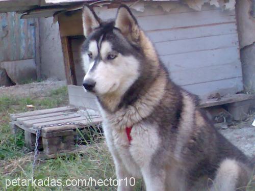 lucy Dişi Alaskan Malamute