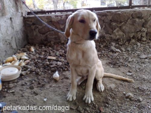 altın Erkek Golden Retriever