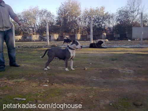 blues Dişi Amerikan Staffordshire Terrier