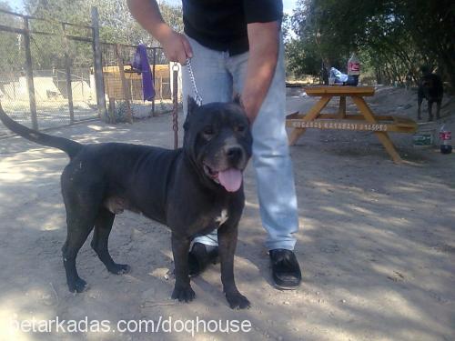 tank Erkek Amerikan Staffordshire Terrier