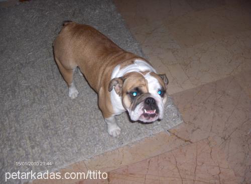 badem Dişi İngiliz Bulldog