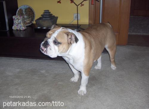 badem Dişi İngiliz Bulldog