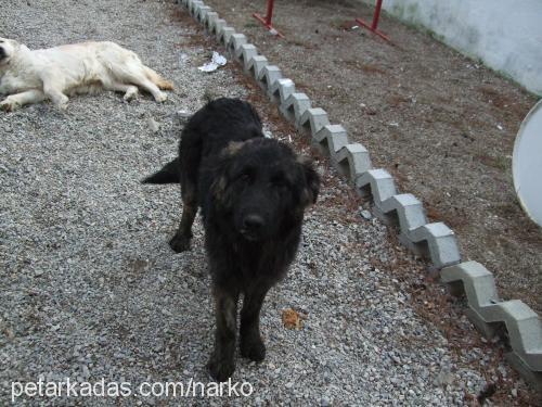 şina Dişi Golden Retriever