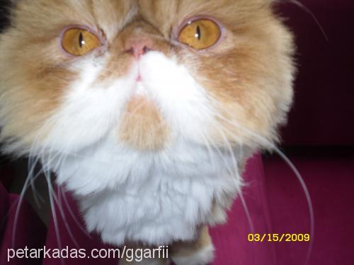 garfİ Dişi İran Kedisi