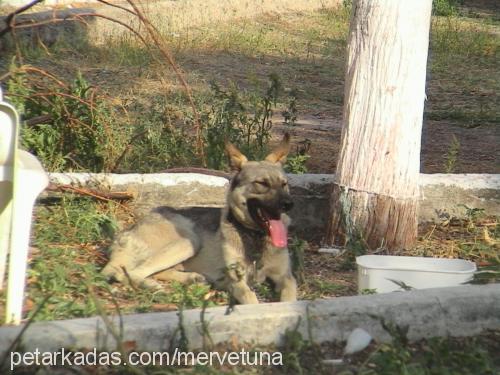 albay Erkek Belçika Malinois