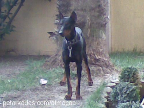 arthur Erkek Doberman Pinscher