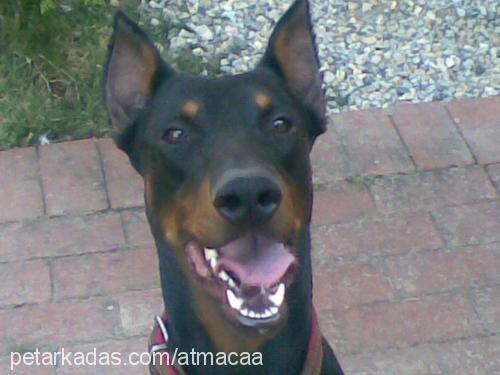 arthur Erkek Doberman Pinscher