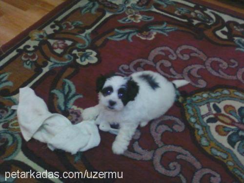 kuzu Erkek West Highland White Terrier