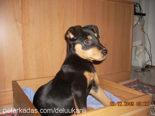 sasha Dişi Rottweiler