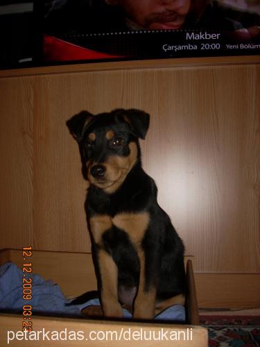 sasha Dişi Rottweiler