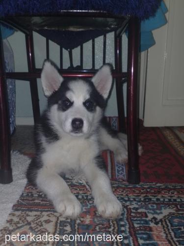 liza Dişi Sibirya Kurdu (Husky)