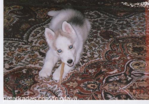 foxy Erkek Sibirya Kurdu (Husky)