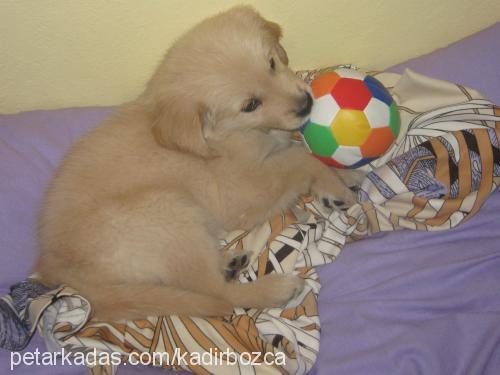 Çapkin Erkek Golden Retriever