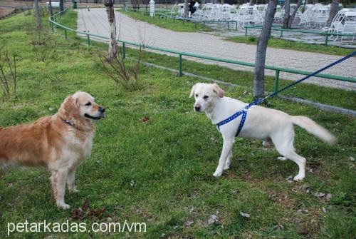 oscar Erkek Golden Retriever