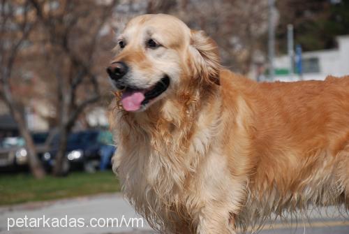 oscar Erkek Golden Retriever