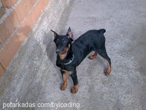 victordiablo Erkek Doberman Pinscher